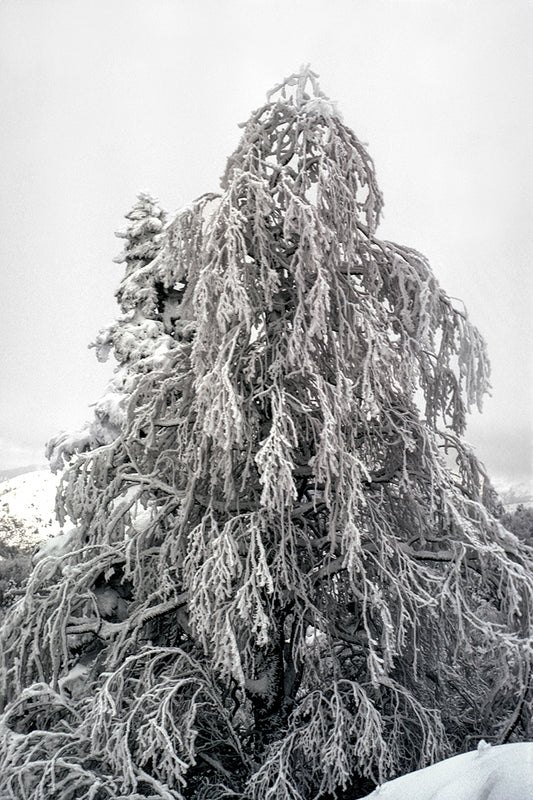 Epirus snowy Katara