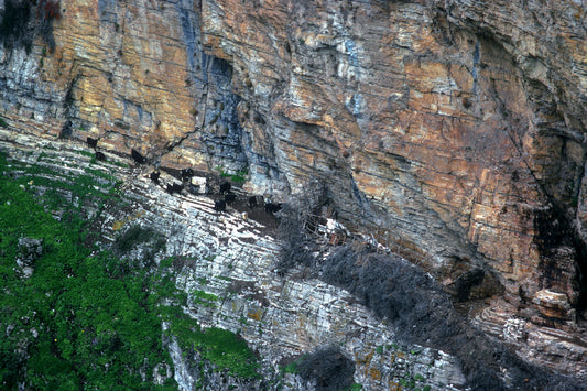 Epirus: The sheepfold with goats on the steep path