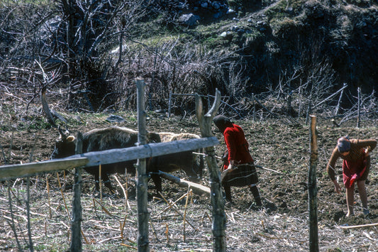 Epirus: Aghia Paraskevi the plowing