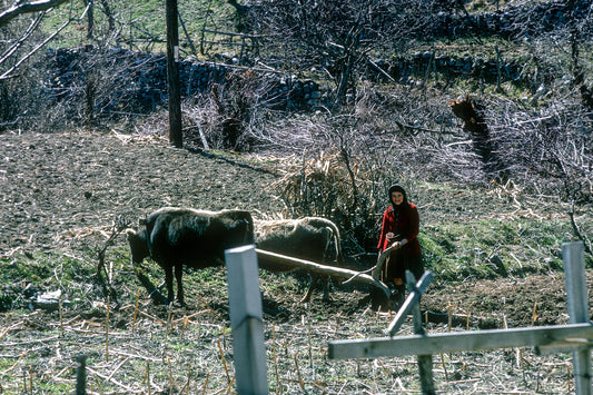Ήπειρος: Αγία Παρασκευή το όργωμα