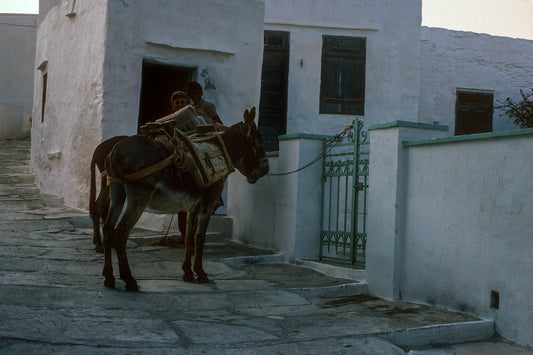 Sifnos, the small donkeys in Artemonas