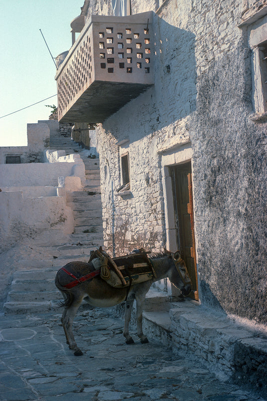 Sifnos, a friendly donkey in Kastro