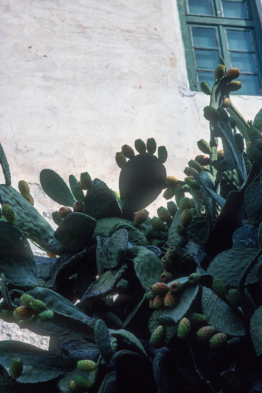 Prickly pear in Serifos