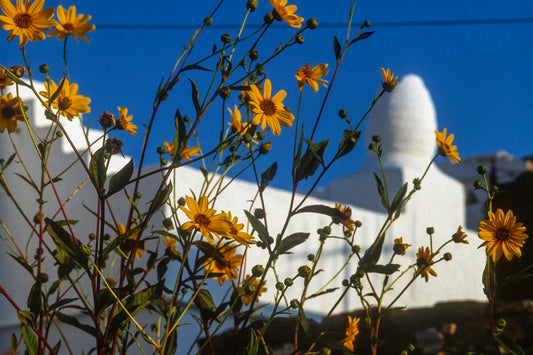 Flowers of Sifnos