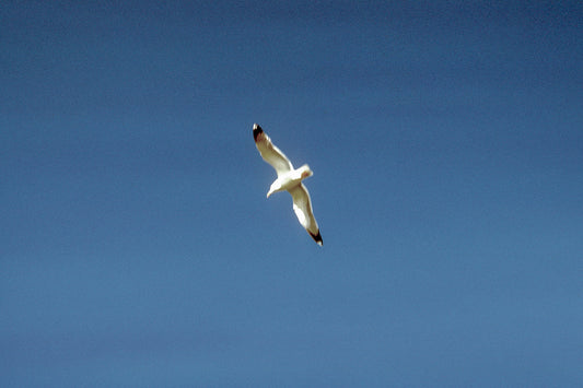 Άνδρος ο γλάρος στο Γαύριο