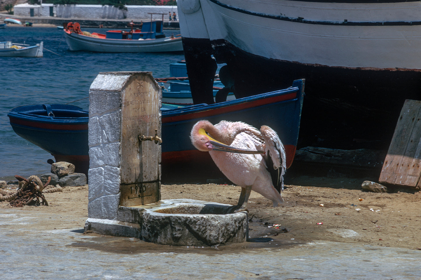 Mykonos pelican