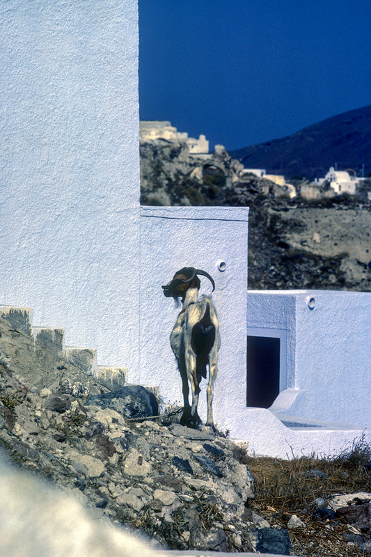 Santorini, the goat in Oia