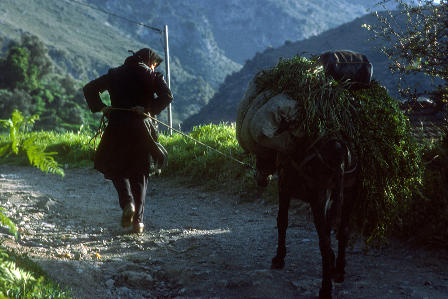 Crete, leading the loaded mule in Mescla