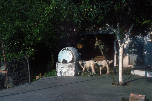 Crete, goats in Mescla