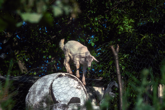 Crete a small goat in Mescla