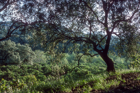 Crete landscape in Fournes