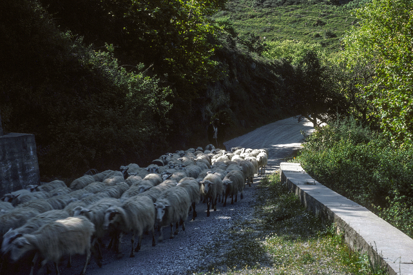 Crete a herd in Therissos