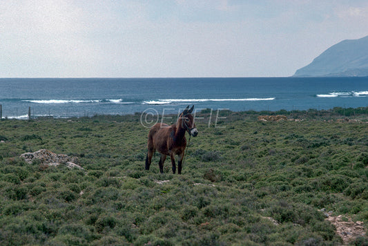 Crete a small donkey in the area of Frangocastelo