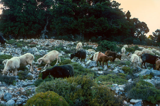 Crete: Driving towards Katharo plateau, we met the herd