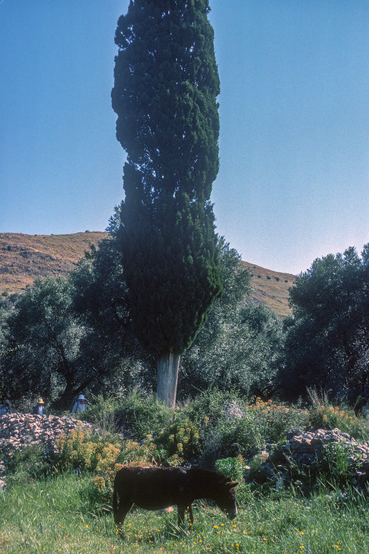 Κρήτη: Αρχαία Γόρτυς ένα τοπίο