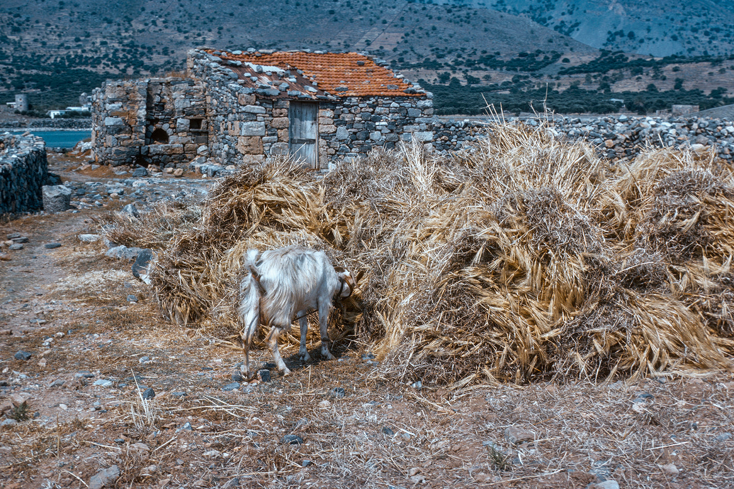 Κρήτη: Η γίδα και τα σανά στην Ελούντα