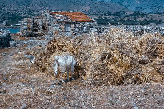 Crete a goat in the outskirts of Elounda