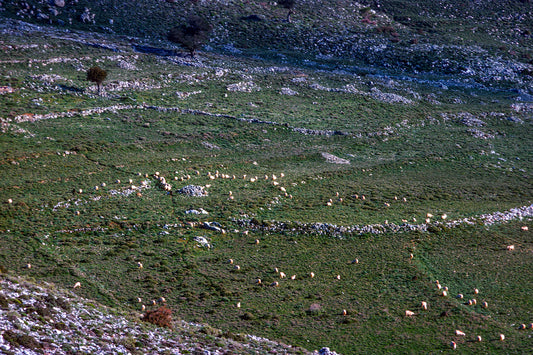 Crete: A herd on the Askifos plateau