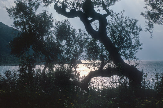 Μάνη Λιμένι ανάμεσα στην φυλλωσιά