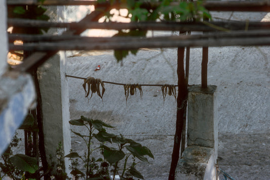Μάνη στον Κότρωνα