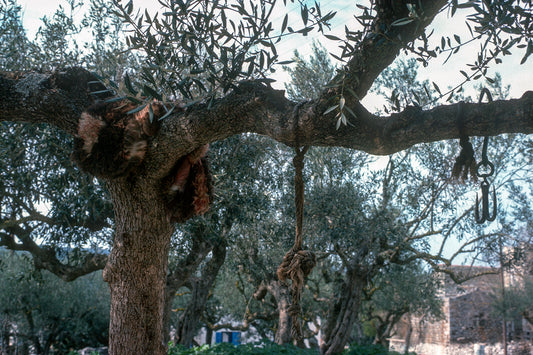 Driving towards Kounos a tree with a useful hook