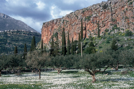 Spring in Mani, a flowered field while driving to Kardamiyi in Mani