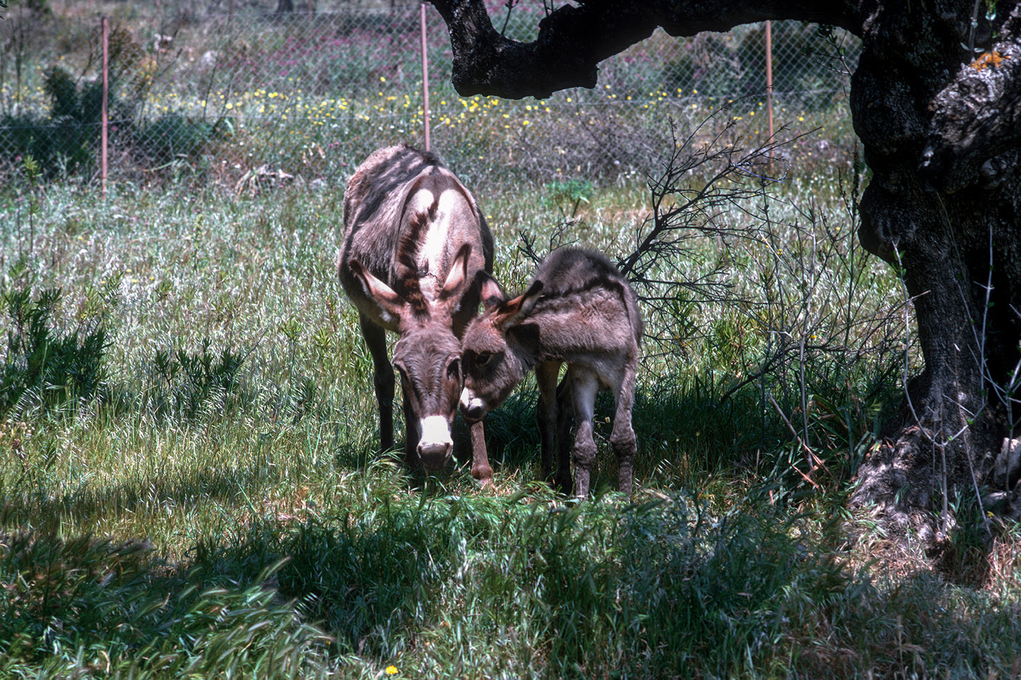 The donkeys in Skoutari in Mani under the old olive tree