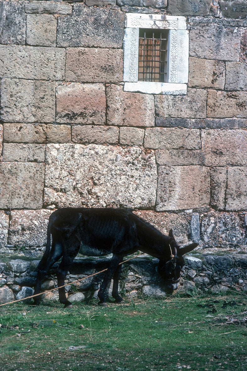 A small donkey outside the church somewhere in Mani