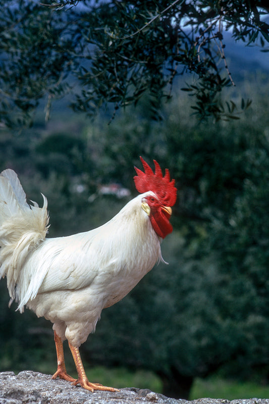 Ένας κόκκορας κάπου στην Μάνη