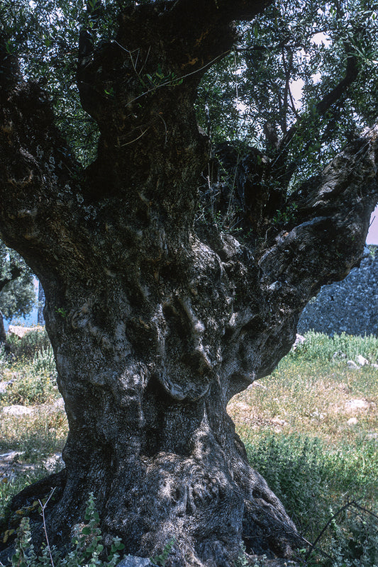 Μία γέρικη ελιά στην Μάνη