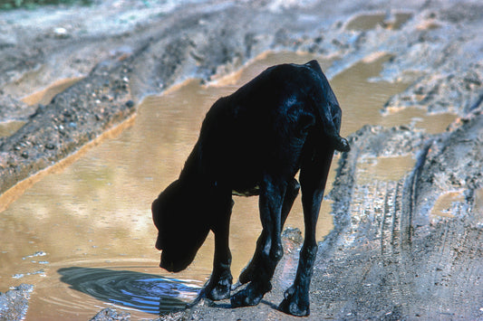 Μάνη ο διψασμένος σκύλος