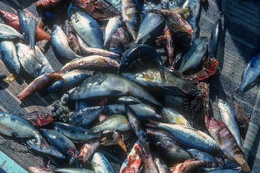 Καλή ψαριά στην Ιθάκη