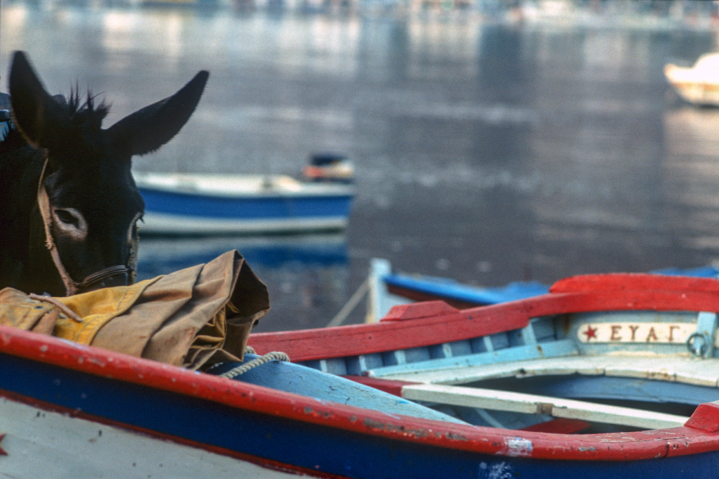 The donkey and the boat