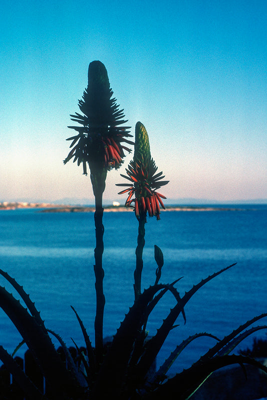 Flowers, in the background the sea in Vraona