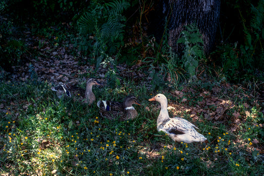 Geese in Figaleia