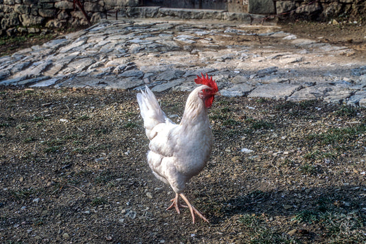 A rooster in Metsovo