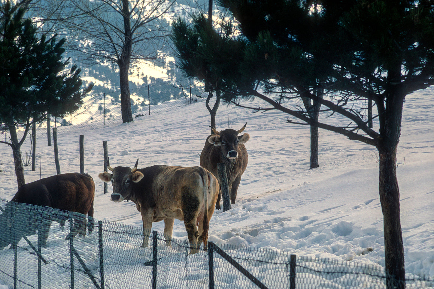 Cows in Metsovo