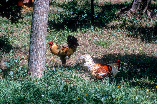 Roosters in Zarafona in the Peloponnese