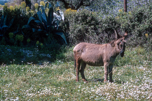 A donkey in Mystras