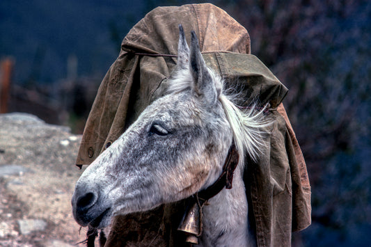 A horse in Metsovo