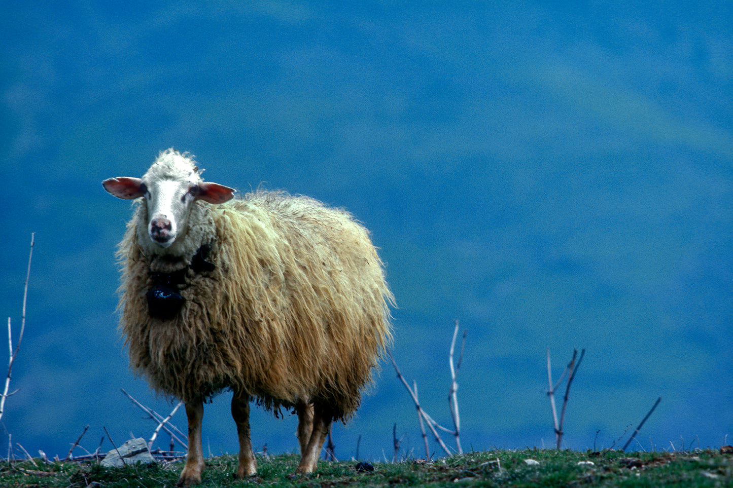 Το πρόβατο στο Μέτσοβο