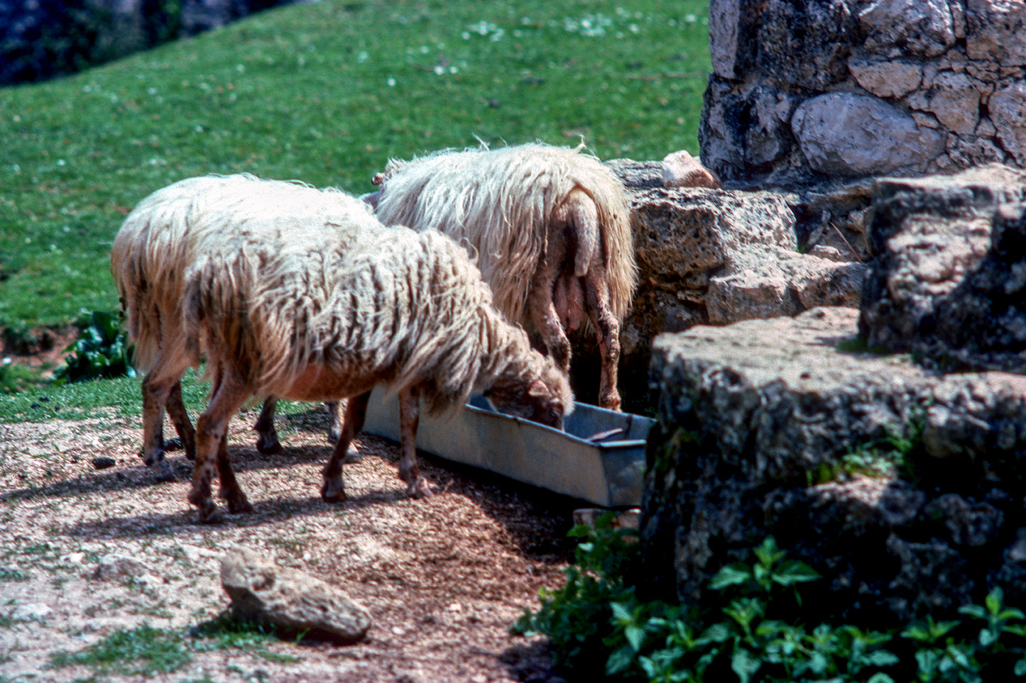 Sheep drinking water