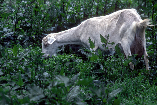 Η κατσίκα ανέμελη βόσκει