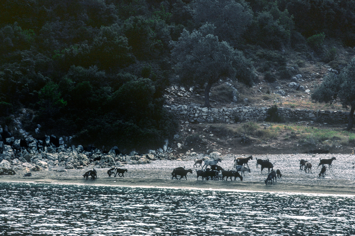 In Skiathos goats trying to get some cool by the seaside