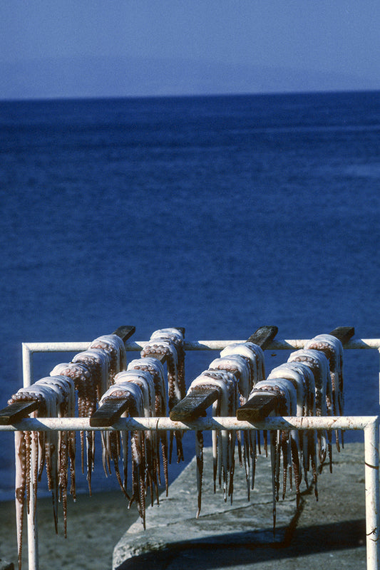 Τα χταπόδια στεγνώνουν