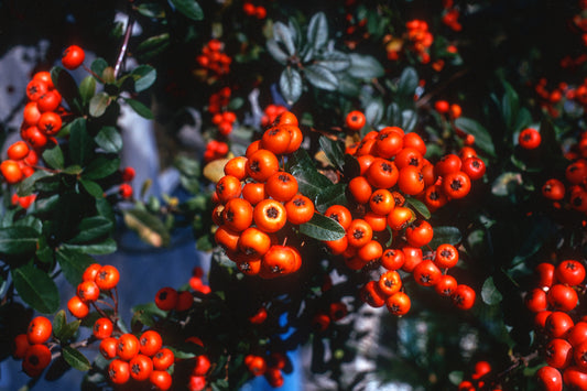 Πυράκανθα στην Ιτέα