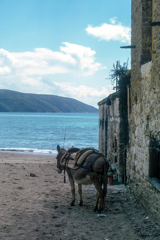 A donkey on its own in Methoni