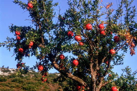 Α pomegranate