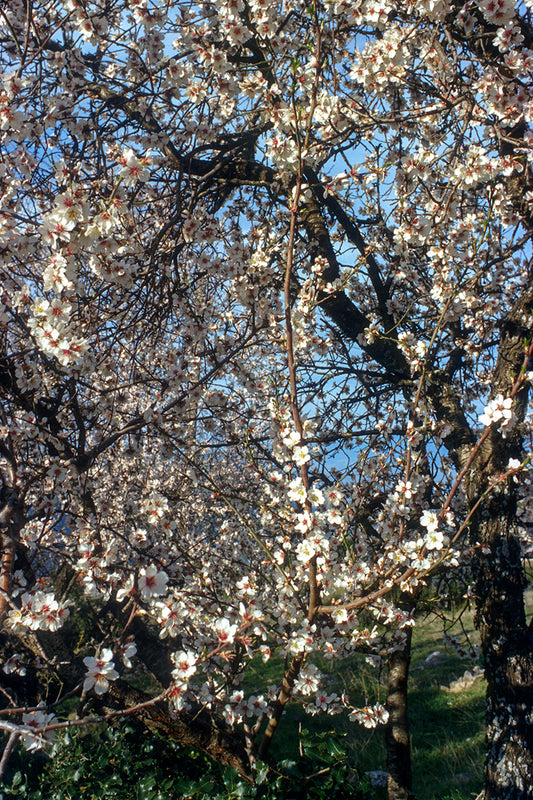 Almond tree in Arachova