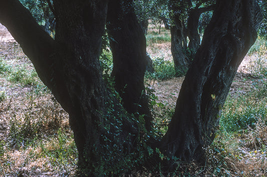 Olive trees in Leonidio